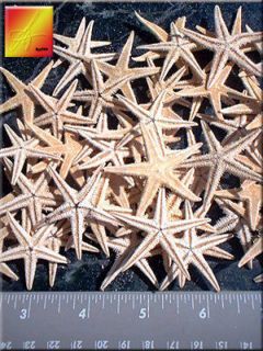 Collectibles  Rocks, Fossils & Minerals  Shells  Starfish