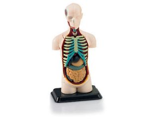 Revell Model Kit   X Ray Human Body Anatomy   02100   19 Scale   FAST 