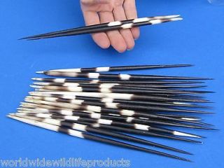 25 piece lot Fat South African Porcupine Quills 8 inches taxidermy (S)