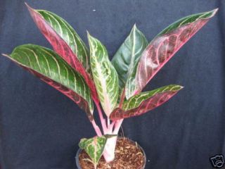 aglaonema variegated pride of sumatra tropical plant from thailand 