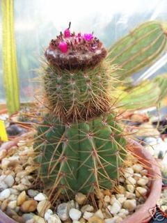 melocactus ernestii exotic rare cacti plant cactus 4 time left