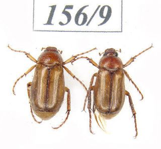 156 9 scarabaeidae sp 2 pcs from italy nice from