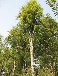 Newly listed 100 fresh Seeds Santalum album Sandal wood tree RARE 