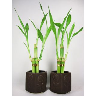 Live 3 Style Party Set of 2 Bamboo Plant Arrg w Ceramic Vase Best Gift 