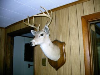 Roy Acuff 9 Point Buck Head and Plaque