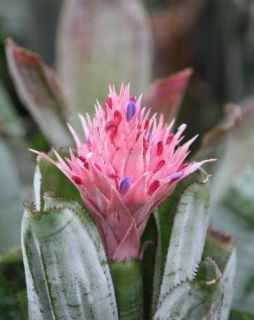 Tropical Bromeliad Plant Pink Blooms Aechmea Fasciata