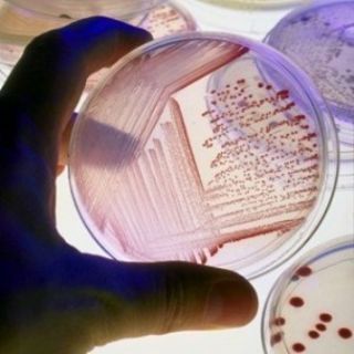 25g Nutrient Agar Kit Makes 50 Petri Dishs Science Fair