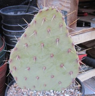Opuntia Engelmannii from Near Alamogordo New Mexico Cold Hardy Cactus 
