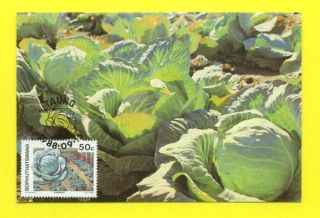 Maximum Card Africa Bophuthatswana Agriculture Cabbages
