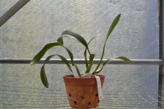 Cattleya Orchid LC Alarcon Gran Blue Princess Am AOS Original Plant 