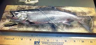 King Salmon Alaska Themed Wood Wall Plaque 12 inches Long Made in USA 
