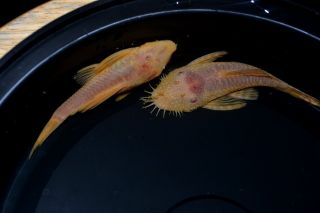 Tropical Fish 6 Albino Bushy Nose Plecos 