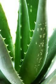 100 Pure Natural Aloe Vera Juice 100ml Sunburn Eczema Dry Mature Skin 