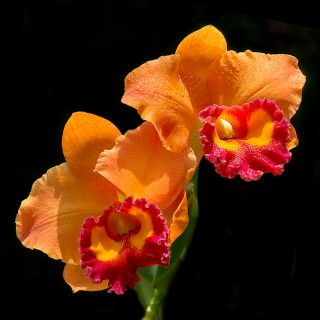 BLC Hunabu Victory Brenda Havenor Hybrid Orchid Plant CAT042