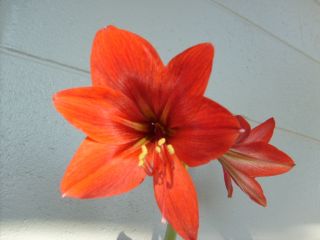 Amaryllis Bulb Tallahassee Red Hippeastrum Flower Lily