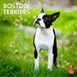 product description boston terriers 2012 wall calendar this is a 2012 