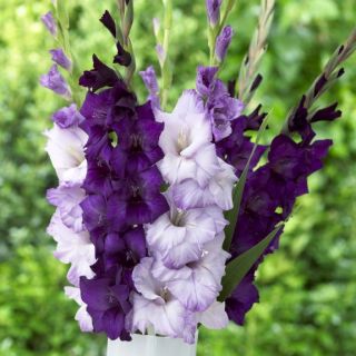 10 Purple Lavender Gladiolus Bulbs Hummingbird Flowers