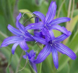 WILD BLUE AMARYLLIS BULBS PERENNIAL HARDY PLANTS FLOWERS MAY JUNE NO 