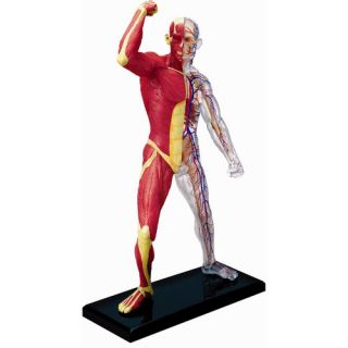   Vision 4D Vision Human Muscle and Skeleton Anatomy Model 26058