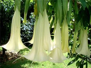 White Angels Trumpet Flower Seeds Labeled Seed Packs
