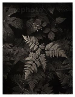   Forest MT Rainier Photography Art Photo Engraving Ansel Adams