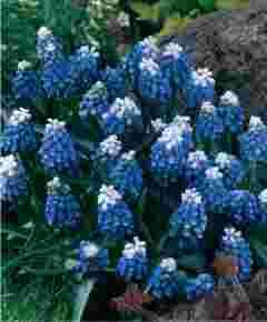   Muscari Mount Hood Grape Hyacinth Fragrant April May Flowers