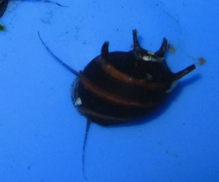 Black Thorn Nerite Snail for Freshwater Plant Aquarium Foru