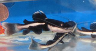 Live Fish 2 Red Tail Cat Fish for Freshwater Aquarium