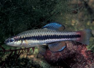 WOW 10 LIVE BLUEFIN KILLIFISH AQUARIUM PETS WATER GARDEN LIVE FISH