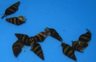 assassin snails for freshwater plant aquarium