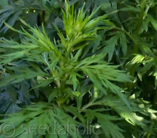 Artemisia vulgaris “Mugwort” Wild Wormwood 1100 Seeds