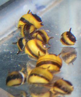 10 Live Spiral Horn Nerite Snails Fish Tank Aquarium