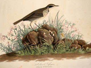 Audubon Havell C1830 Folio Hand Col Bird Print. Prarie Lark 80. 1st 