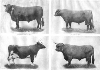 Scotch Cattle Breeds Aberdeen Angus Bull Galloway Ayrshire Cow 