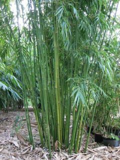 graceful bamboo plants