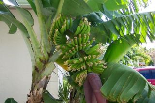 10 10 Plants Dwarf Cavendish Banana Plants Banana Trees