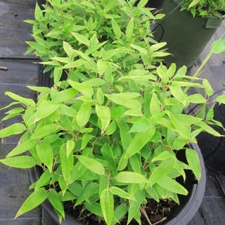   Kumasaca Ruscus Leafed Bamboo Plant Cold Hardy Ground Cover