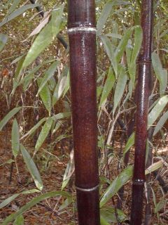 Black Bamboo Plant Phyllostachys Nigra Live Plant Grown in the USA 