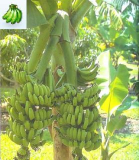 Musa Double Mahoi Banana Plant Fruit Tree RARE