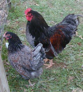 Very RARE Blue Double Laced Barnevelder Hatching Eggs