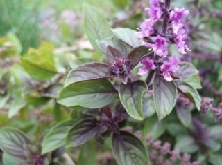 detailed description name basil african blue botanical name ocimum 