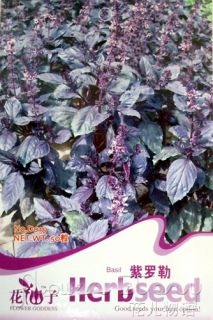 Basil Seed ★ 50 RARE Herb Seeds Purple Sweet Ornamental Popular 