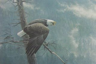 Robert Bateman The Air The Forest and The Watch Bald Eagle Ed Print 