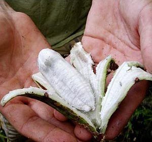 Banana Musa Schizocarpa Self Splitting 5 Seeds