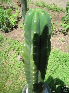 100 trichocereus pachanoi san pedro cactus seeds 