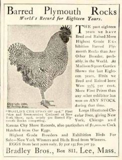 BARRED PLYMOUTH ROCK LAYING HENS IN 1907 BRADLEY BROS. FARMS AD FROM 