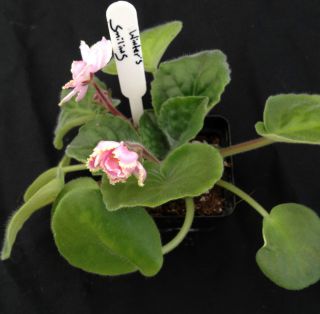 African Violet Plant Winter Smiles Small Pot