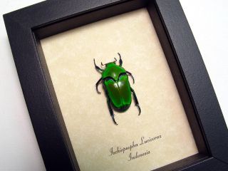 Strange Green Alien Face Beetle Real Framed Insect 7900