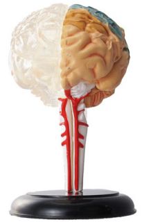 Human Anatomy Model Miniature Zukan Part1 Brain A