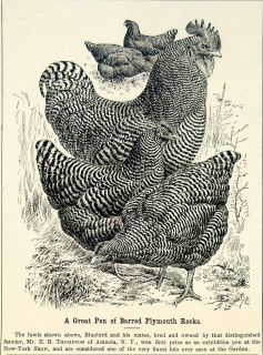 1898 Wood Engraving Barred Plymouth Rock Poultry Fowl Chickens E. B 